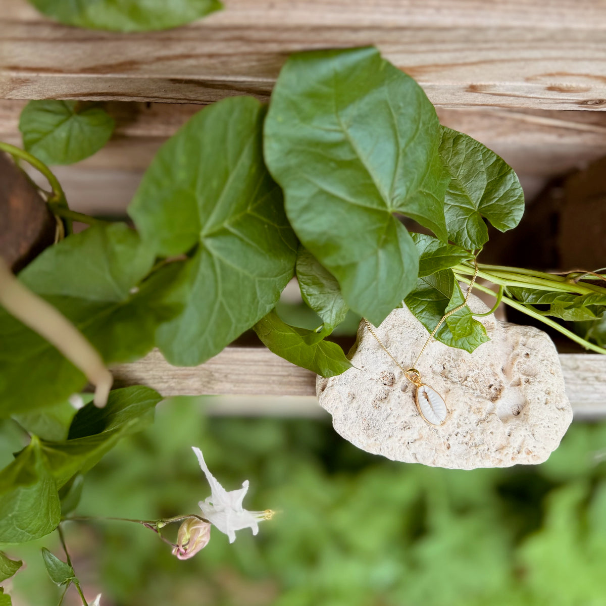 Kette mit Cowrie Muschel ✨ vergoldet - Tropical Tribe