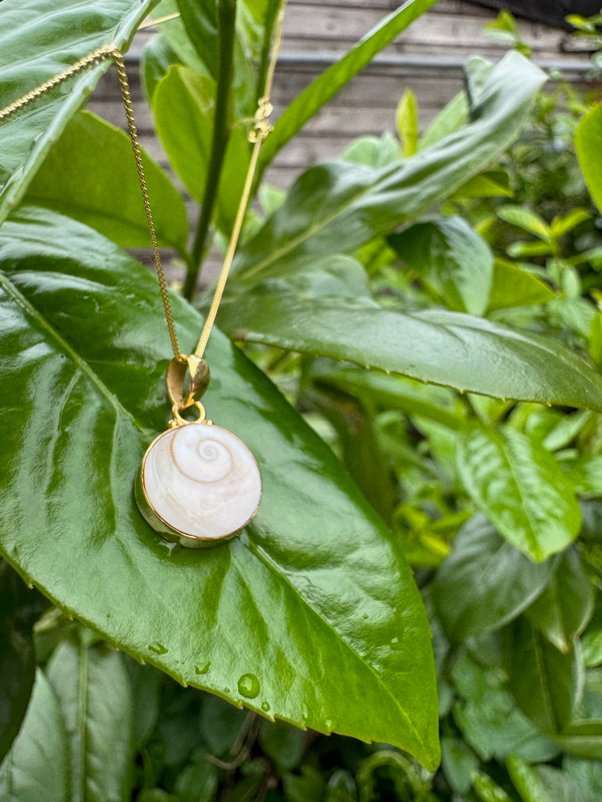 Kette mit Shiva Muschel Anhänger ✨ vergoldet - Tropical Tribe