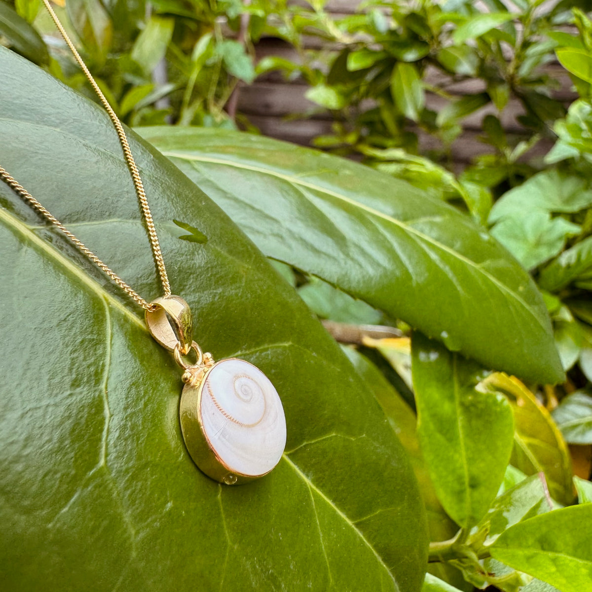 Kette mit Shiva Muschel Anhänger ✨ vergoldet - Tropical Tribe