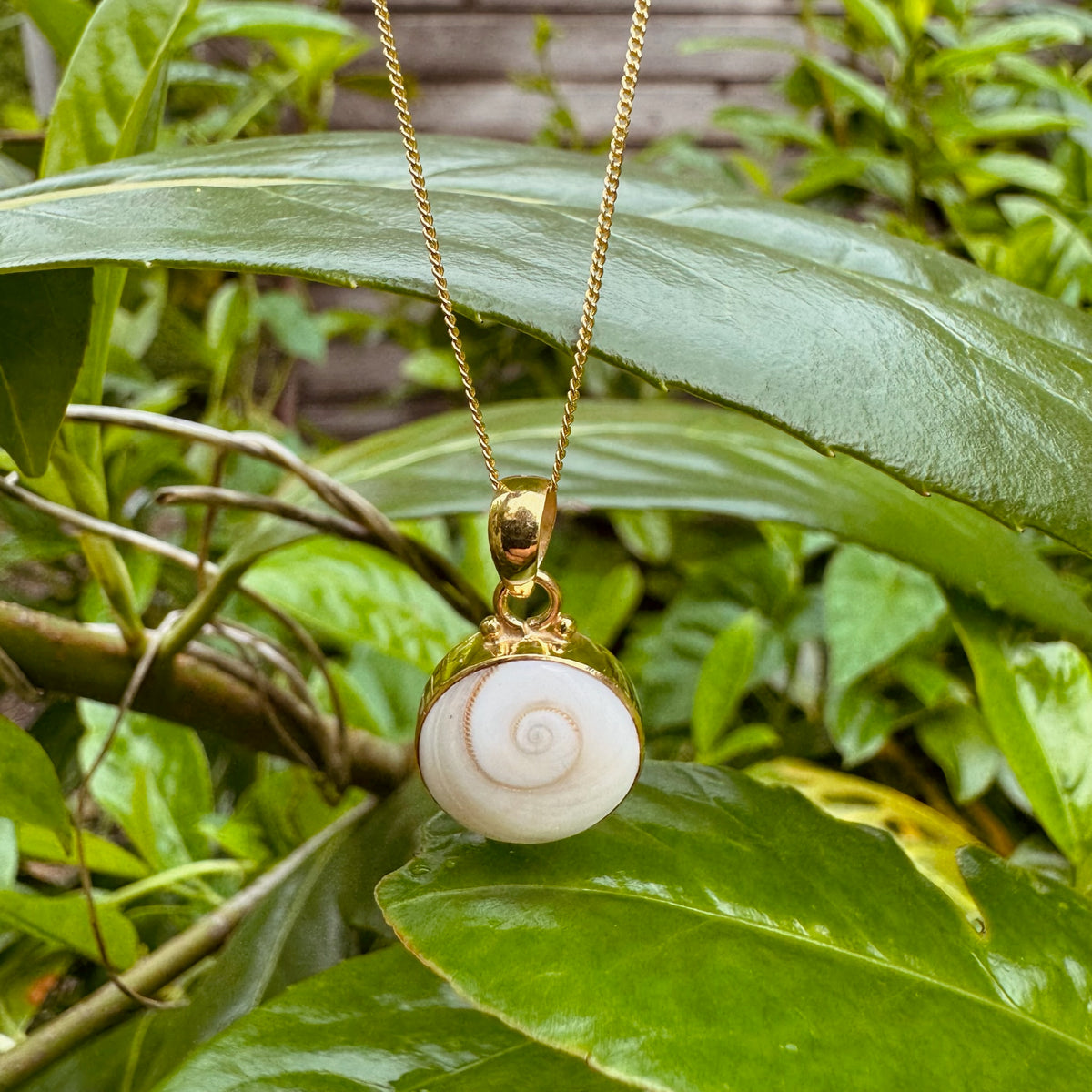 Kette mit Shiva Muschel Anhänger ✨ vergoldet - Tropical Tribe