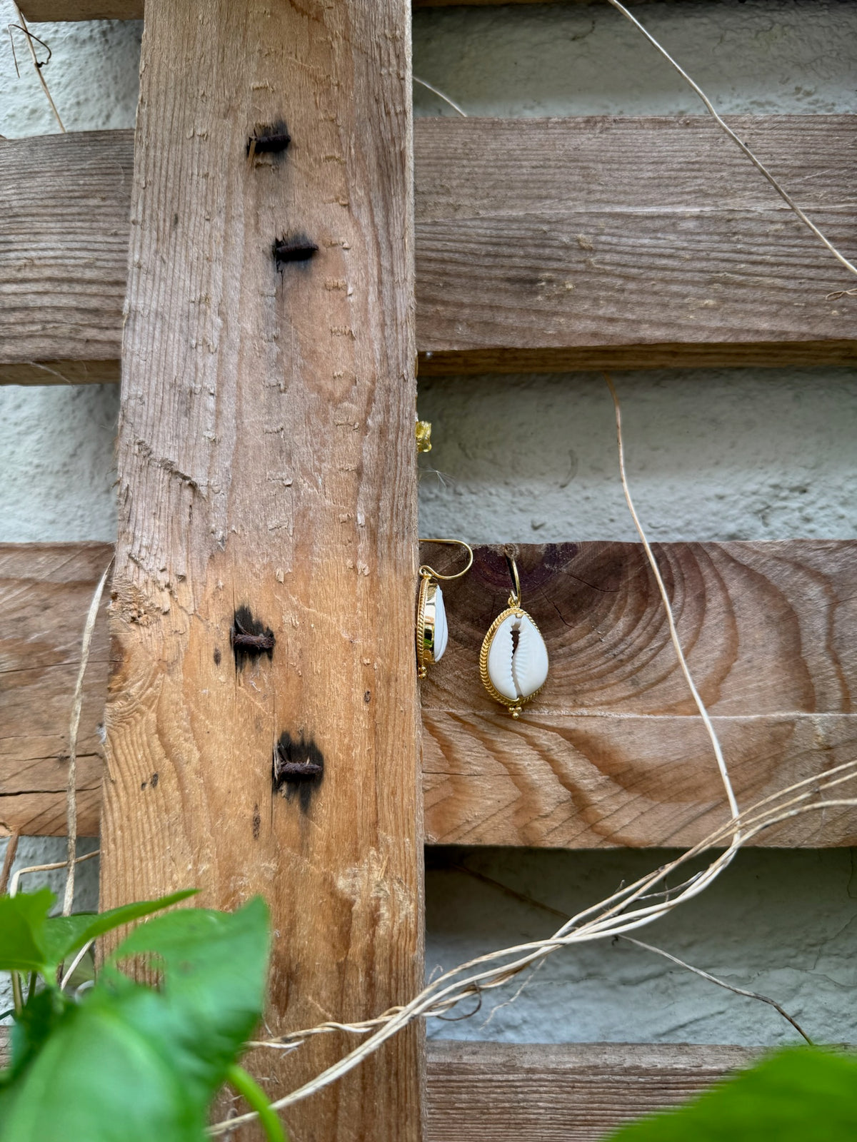 Boho Cowrie Muschel Ohrhänger ✨ vergoldet - Tropical Tribe