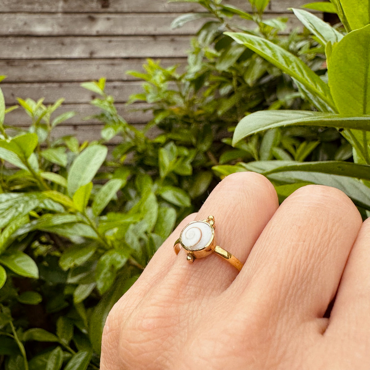 Ring mit kleiner Shiva Muschel und Perlen ✨ vergoldet - Tropical Tribe