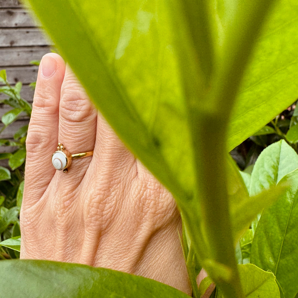 Ring mit kleiner Shiva Muschel und Perlen ✨ vergoldet - Tropical Tribe